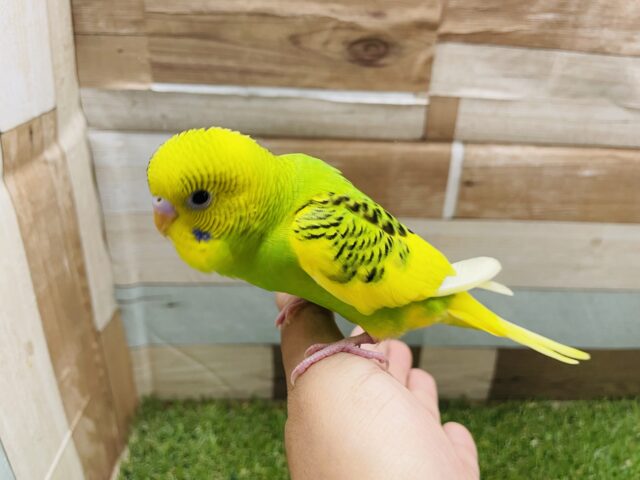 セキセイインコ