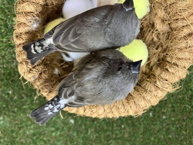 錦花鳥（キンカチョウ）