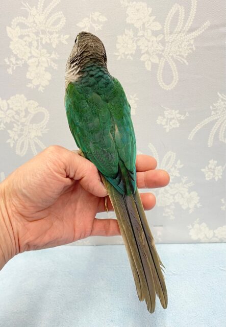 ワキコガネウロコインコ