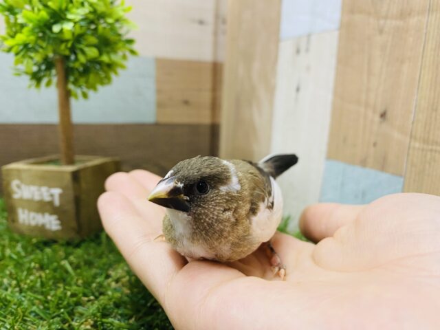 十姉妹（ジュウシマツ）