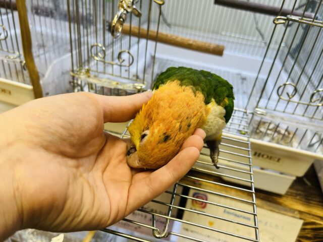シロハラインコ