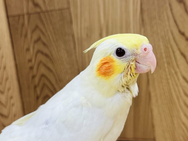 オカメインコ