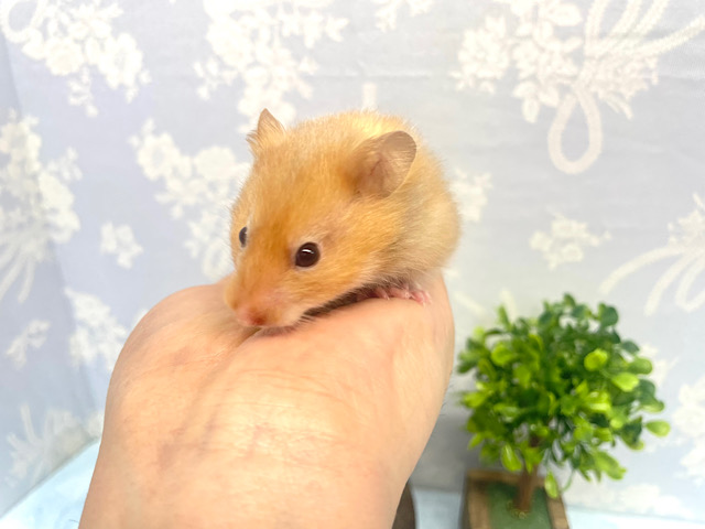 光沢感✨️サテンハムスター男の子2022年11月生まれ ゴールデンハムスター
