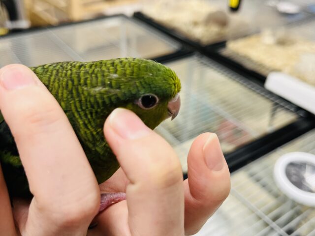 サザナミインコ