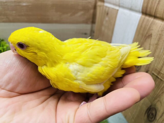 サザナミインコ