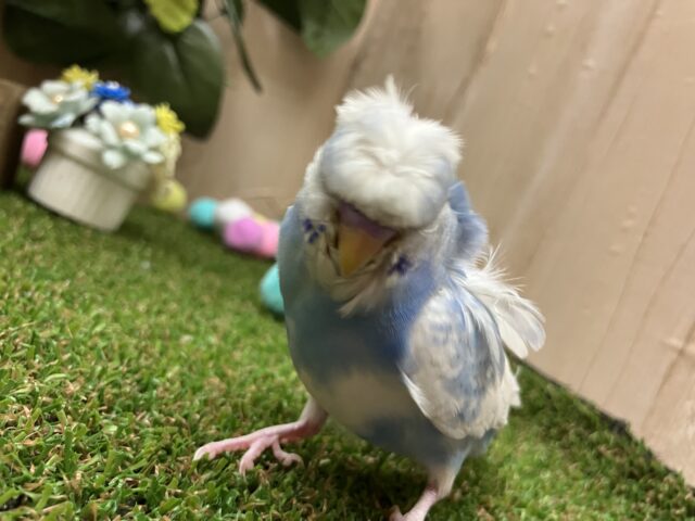 羽衣セキセイインコ