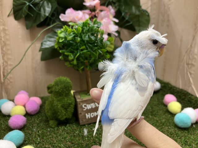 羽衣セキセイインコ