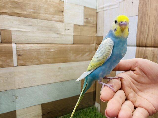 セキセイインコ