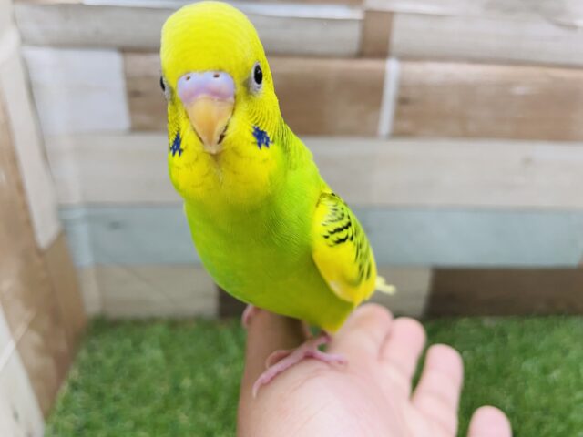 セキセイインコ