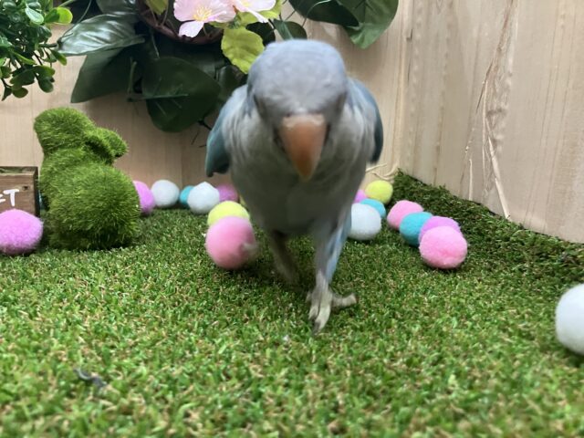 オキナインコ