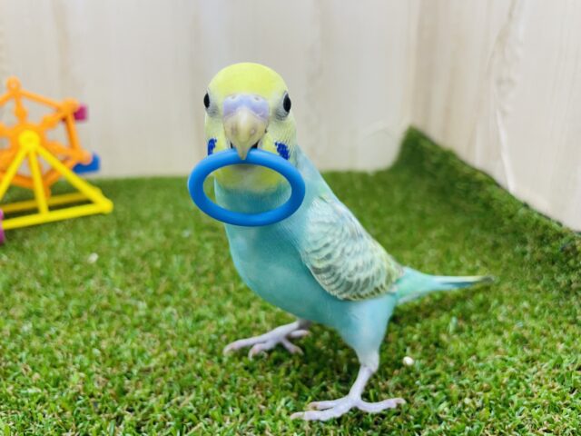セキセイインコ