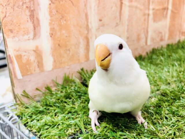 コザクラインコ（小桜インコ）