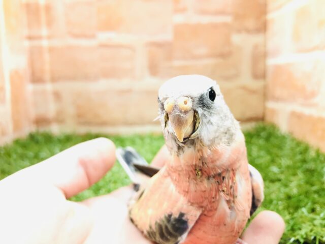 アキクサインコ（秋草インコ）