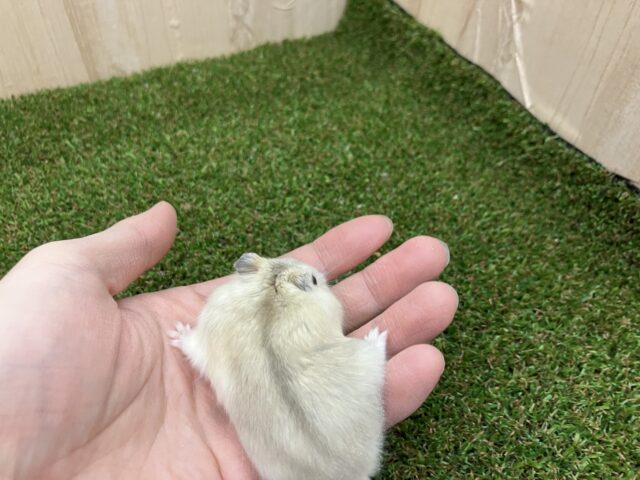 ジャンガリアン