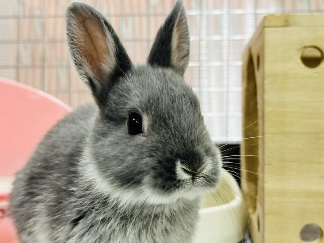 ミニウサギ