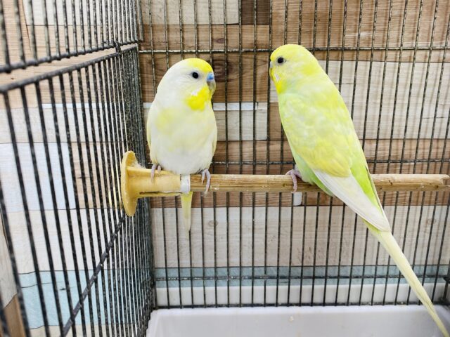 セキセイインコ
