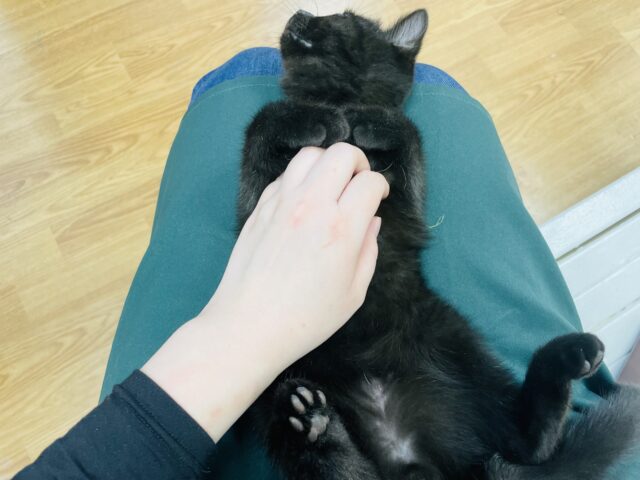 スコティッシュフォールド