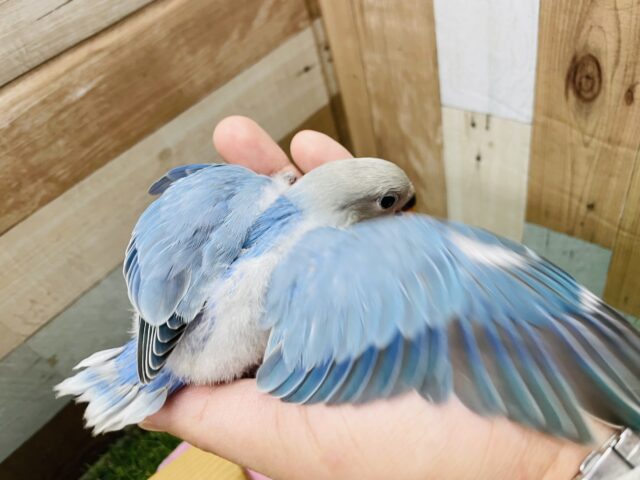 コザクラインコ（小桜インコ）