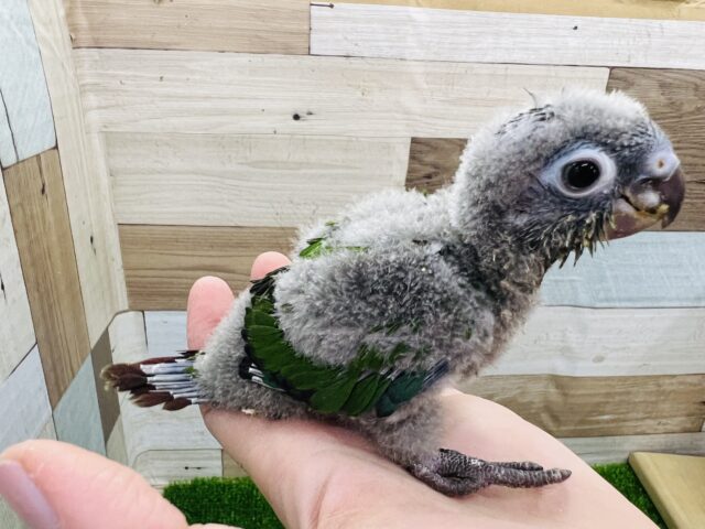 ホオミドリウロコインコ