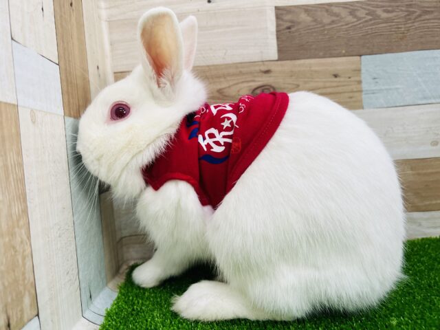 ネザーランドドワーフ