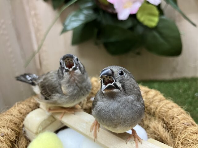 錦花鳥（キンカチョウ）