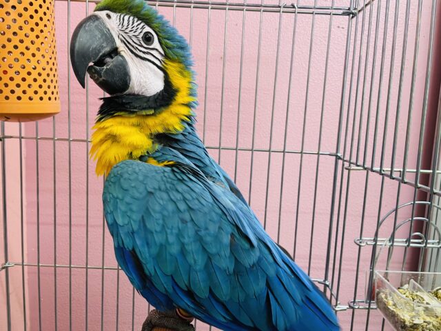 ルリコンゴウインコ