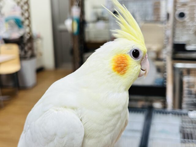 オカメインコ