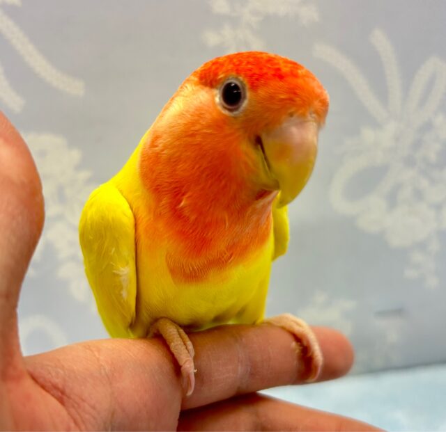 コザクラインコ（小桜インコ）