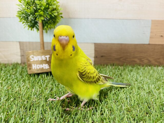 セキセイインコ