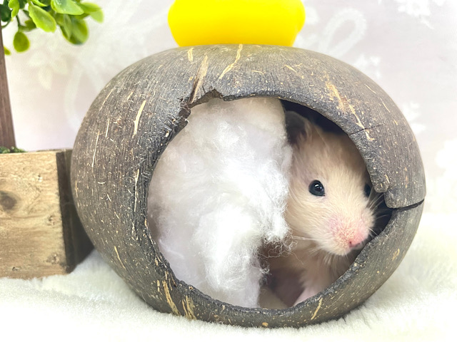 ゴールデンハムスター