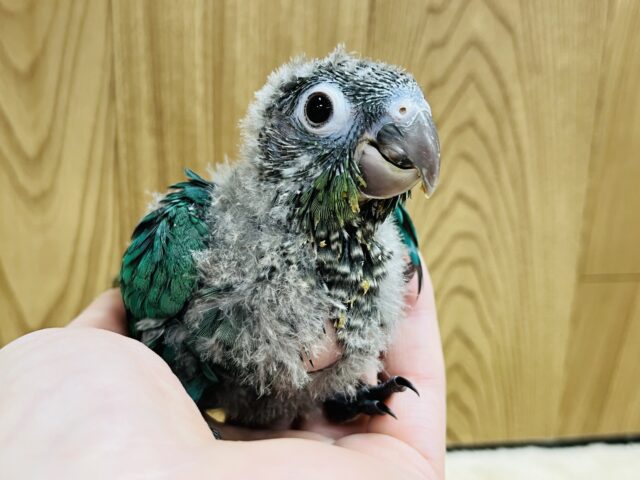 ホオミドリウロコインコ