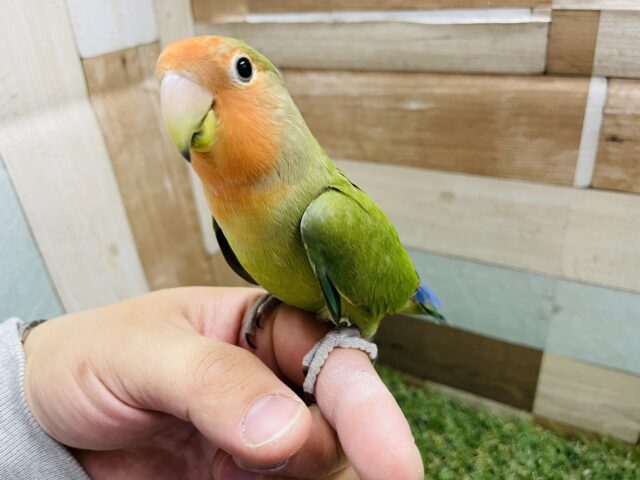 コザクラインコ（小桜インコ）