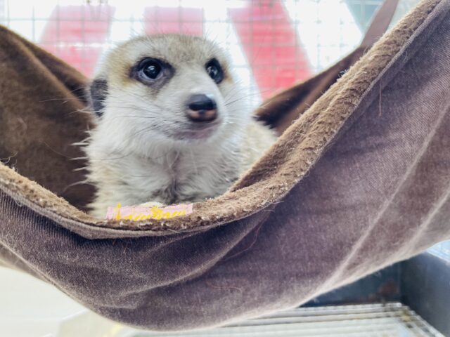 ミーアキャット