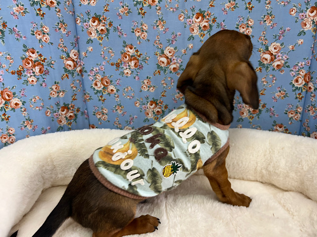 スタンダードダックス