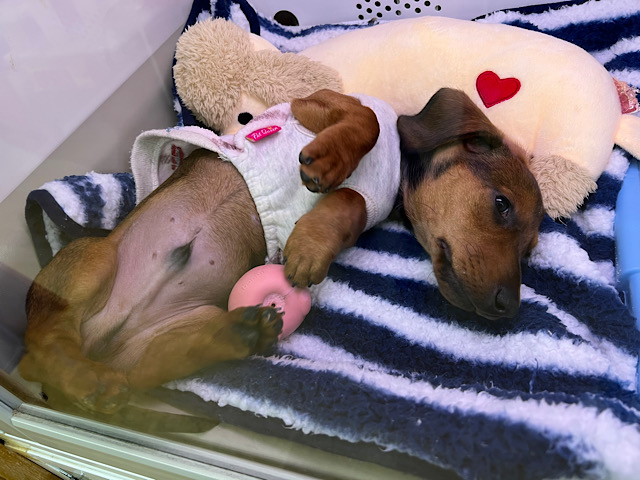 スタンダードダックス