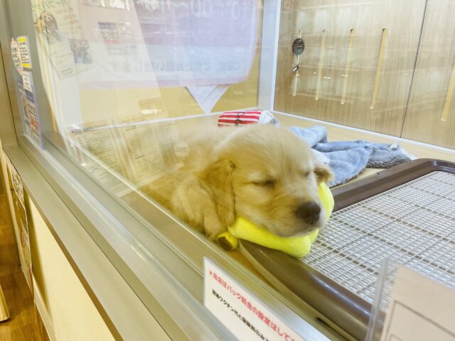 ゴールデンレトリバー