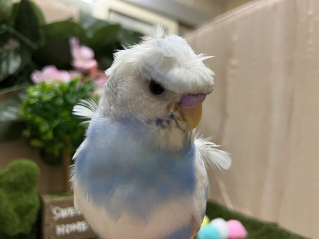 羽衣セキセイインコ