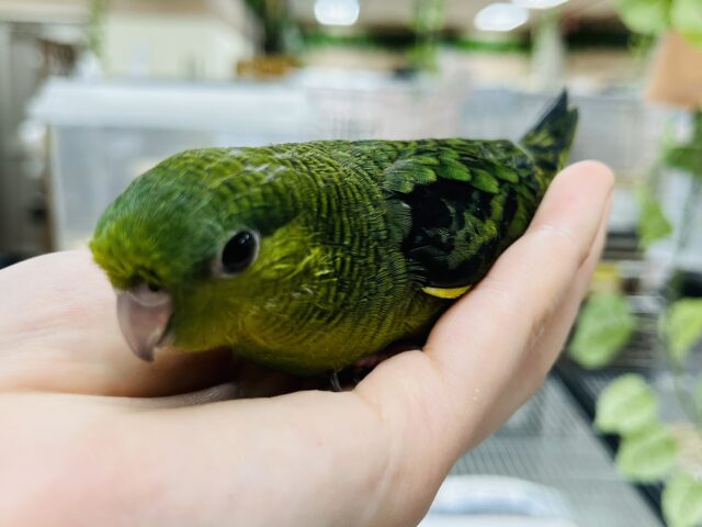 サザナミインコ