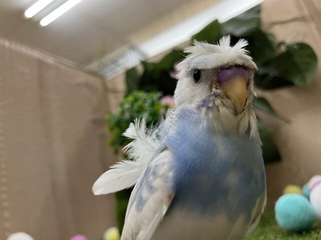 羽衣セキセイインコ