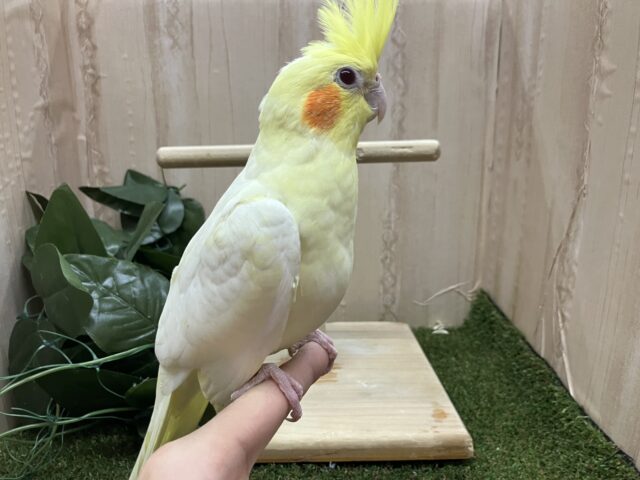 オカメインコ