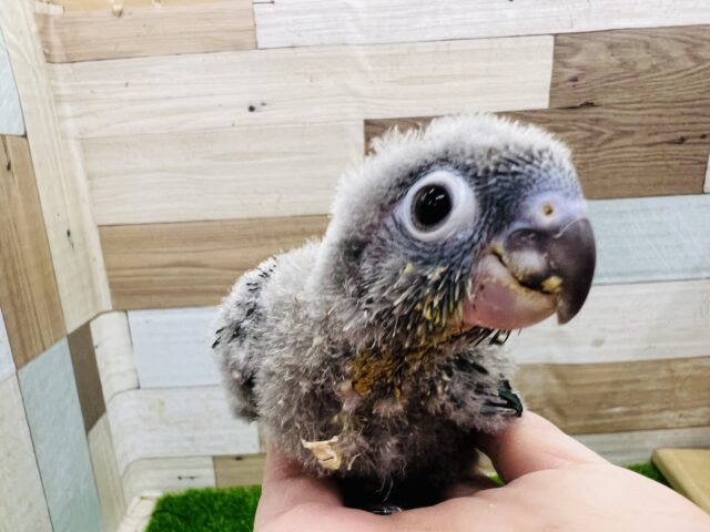 ホオミドリウロコインコ