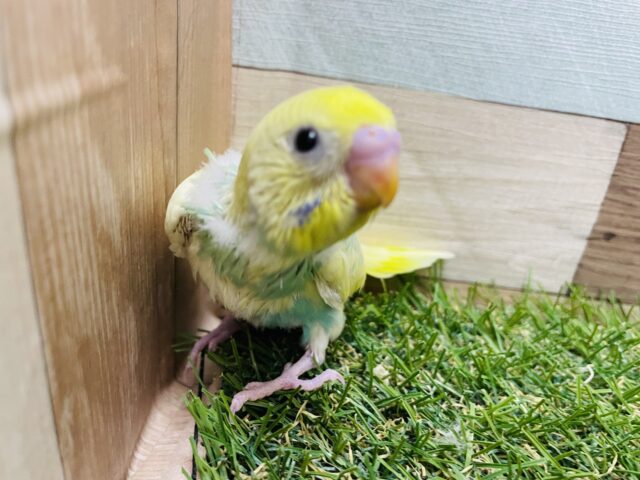 セキセイインコ