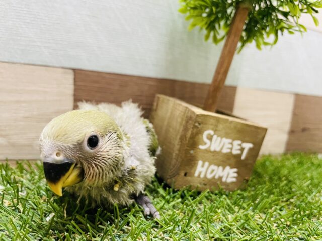 コザクラインコ（小桜インコ）