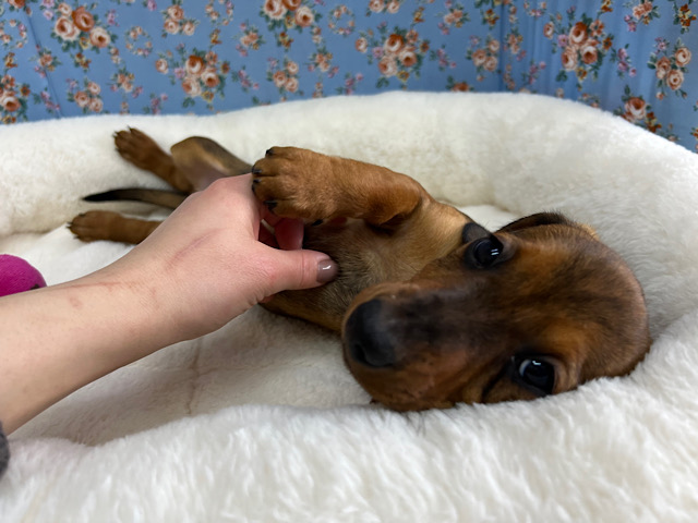 スタンダードダックス