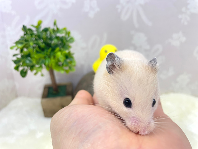 ゴールデンハムスター