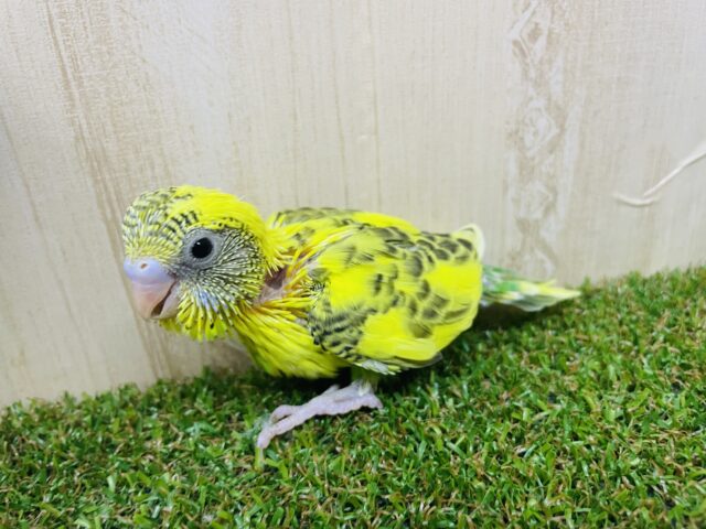 セキセイインコ