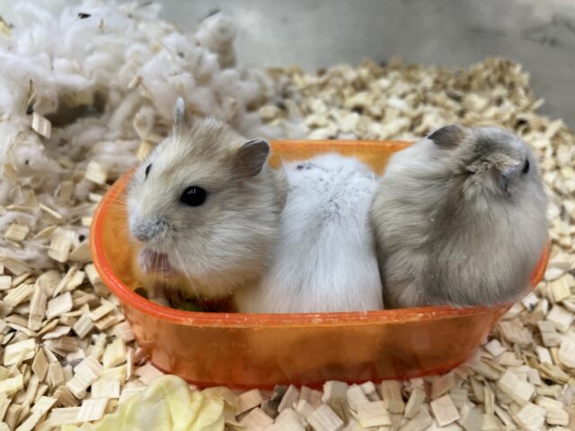 ジャンガリアン