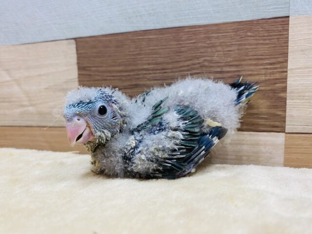 サザナミインコ