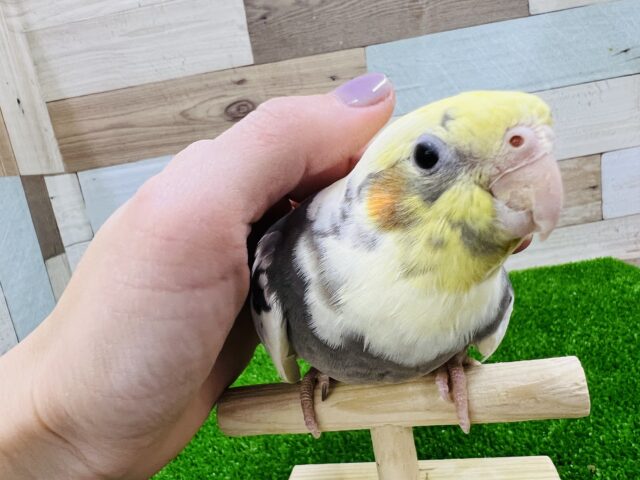 オカメインコ