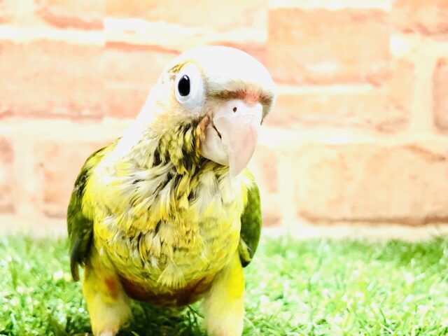 ホオミドリウロコインコ